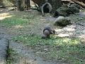 Zoo Cottbus 102